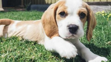 Photo of The Best Toys and Accessories for Your Beagle Mixed Puppy