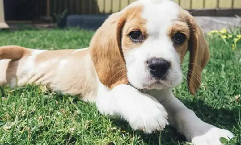 Best Toys and Accessories for Your Beagle Mixed Puppy