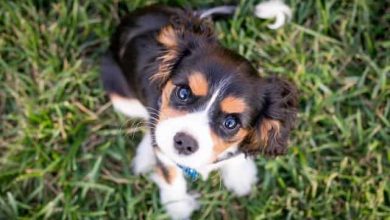 Photo of Pros and Cons of Owning a Beagle Mixed Puppy