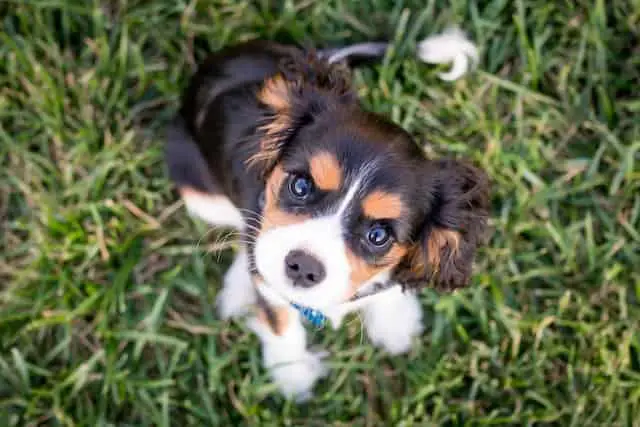 Pros and Cons of Owning a Beagle Mixed Puppy
