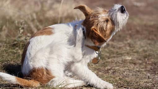 5 Effective Ways to Soothe Your Dog Rough Skin | Collies Life
