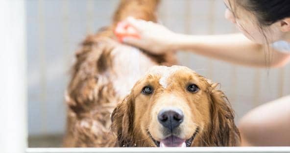5 Effective Ways to Soothe Your Dogs Rough Skin