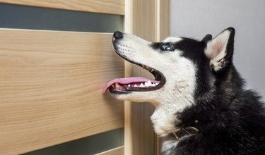 Photo of 5 Simple Ways to Protect Your Door from Dog Scratches