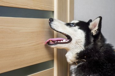 5 Simple Ways to Protect Your Door from Dog Scratches