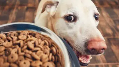 Photo of Fiber-Rich Dog Food: The Benefits and Best Options for Your Pup’s Health