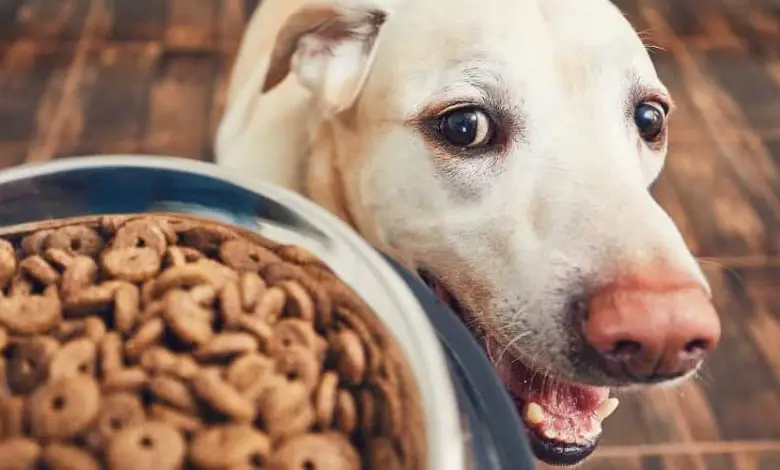 Food with fiber for dogs