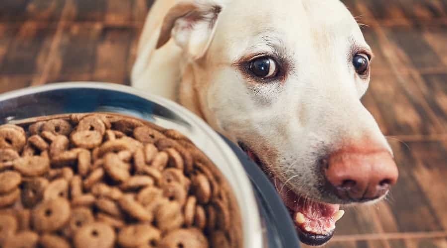 Food with fiber for dogs