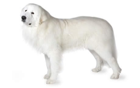 Great Pyrenees The Majestic Big White Fluffy Dog Breed and Its Unique Characteristics