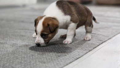 Photo of Everything about Potty Train Puppies in an Apartment: Tips, Tricks, and Best Practices