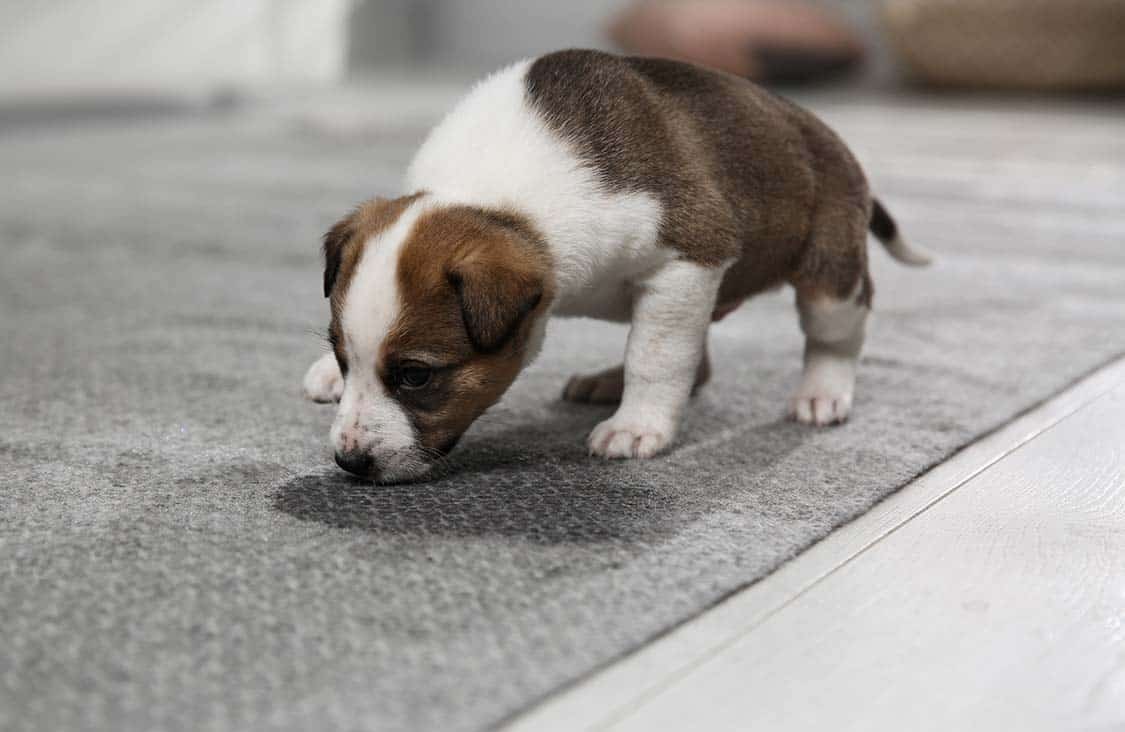 how do you potty train a puppy in an apartment