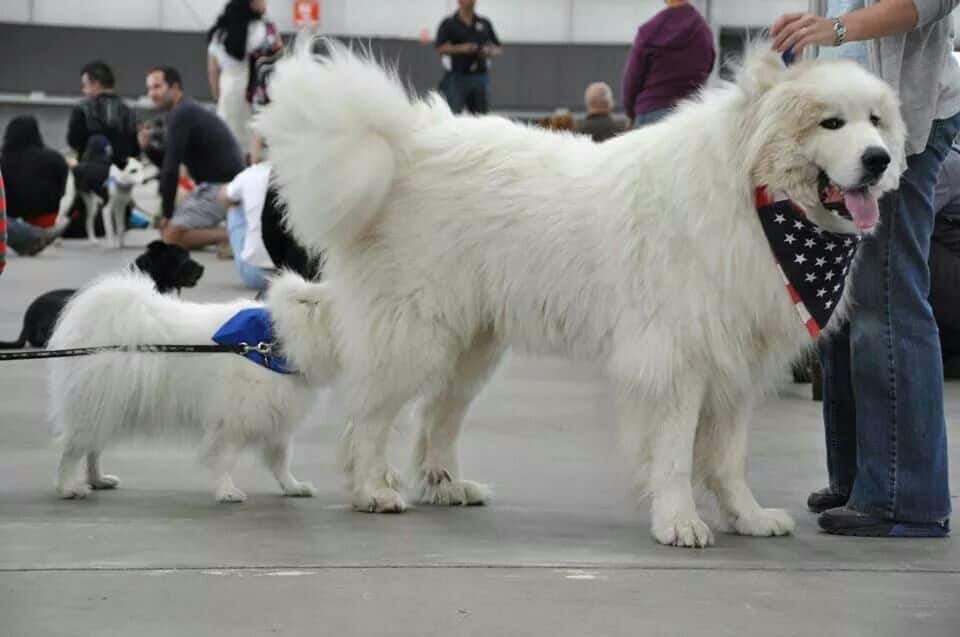 Some FAQs Related to the Great Pyrenees Big White Fluffy Dog Breed | Collies Life
