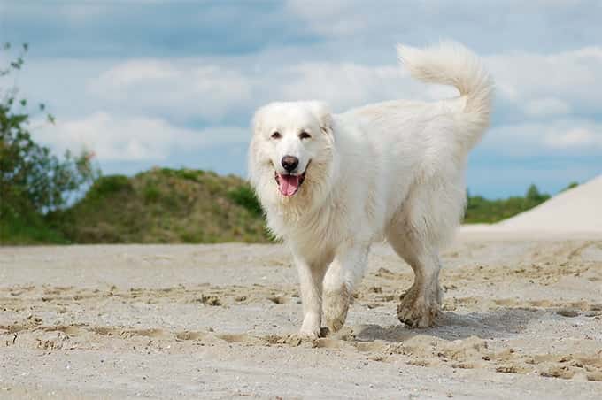 The Great Pyrenees Big White Fluffy Dog Breed | Collies Life