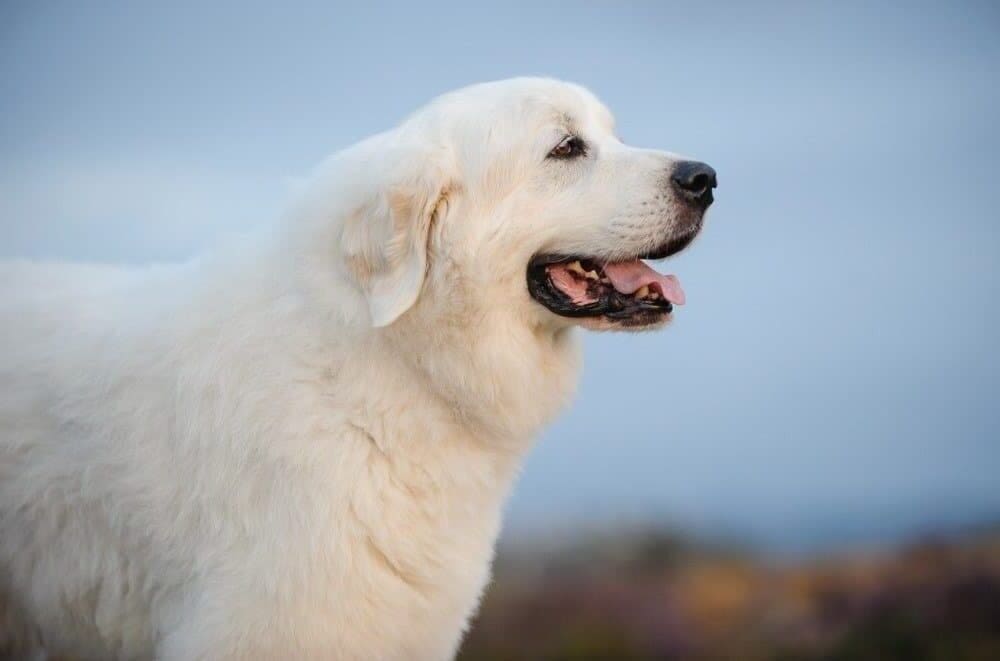 Will Great Pyrenees protect you | Collies Life