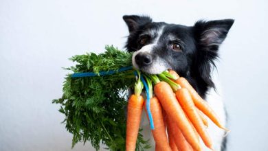 Photo of ARE VEGGIES GOOD FOR DOGS