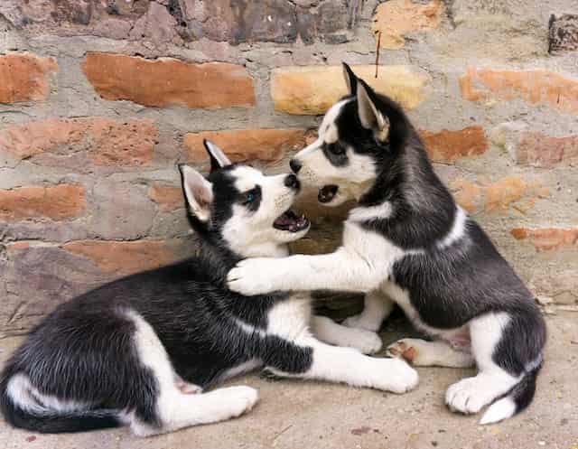 ARE BORDER COLLIE PUPPIES HYPER