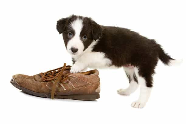 ARE BORDER COLLIE PUPPIES NAUGHTY