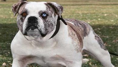 Photo of Alapaha Blue Blood Bulldog Bite Force: Understanding their PSI and What it Means