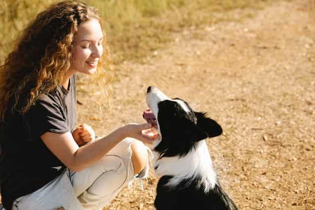Are Border Collie Puppies Difficult to Raise and Keep