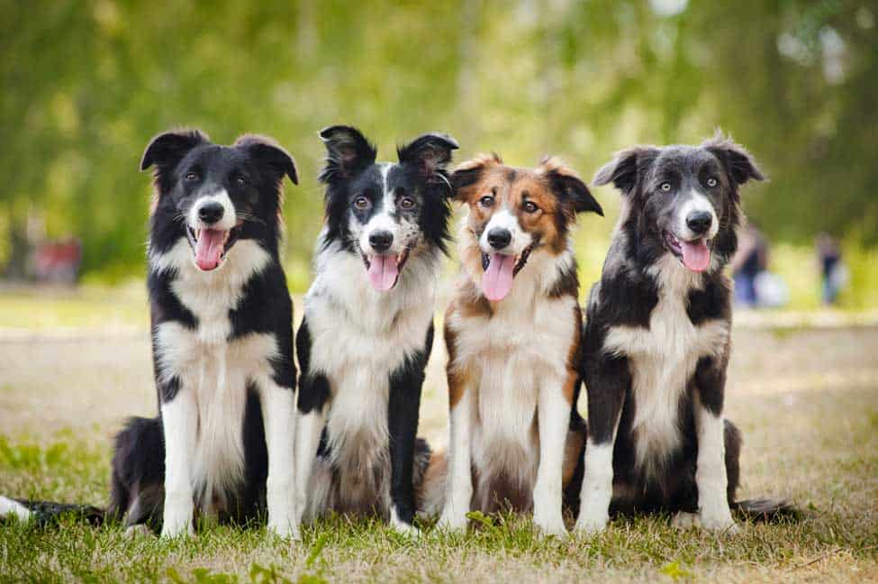 Are Border Collies Hypoallergenic