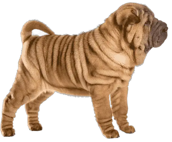 Are Chinese Shar-Pei Aggressive