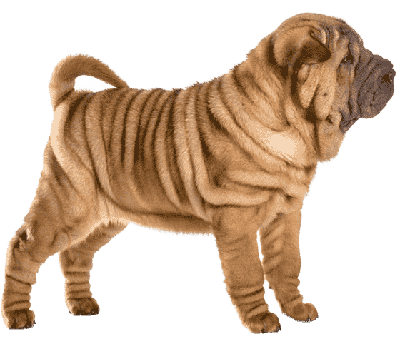 Are Chinese Shar-Pei Aggressive