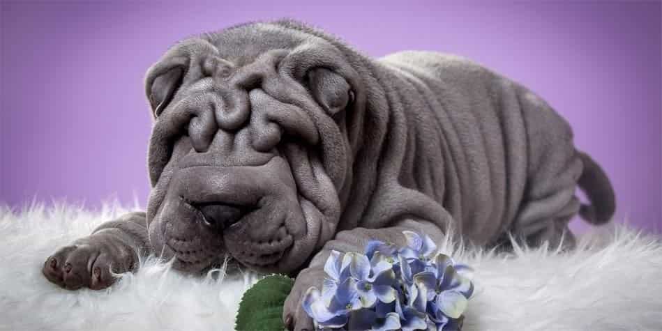 Are Shar-Pei Dogs Aggressive