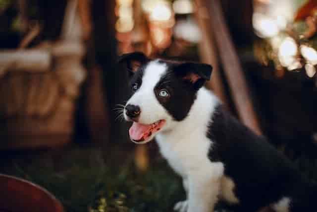 Are all Border Collie puppies hyper