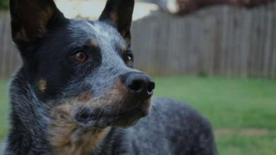 Photo of When Do Australian Cattle Dogs’ Ears Stand Up? A Guide to ACD Ear Development