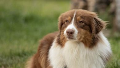 Photo of The Beauty of an Australian Shepherd’s Wavy Coat: Everything You Need to Know