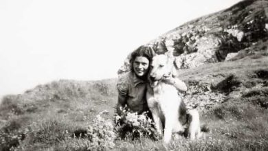 Photo of Bernese Mountain Dog and Australian Shepherd Mix