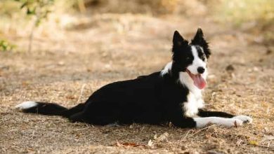 Photo of Can Border Collie Be A Guard Dog