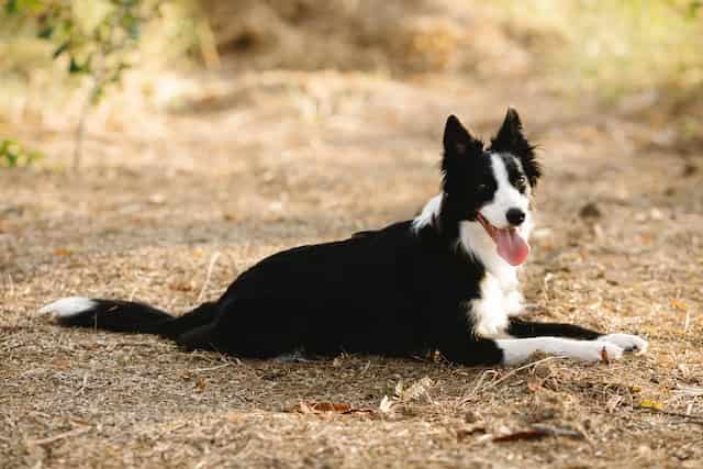 Can Border Collie Be A Guard Dog