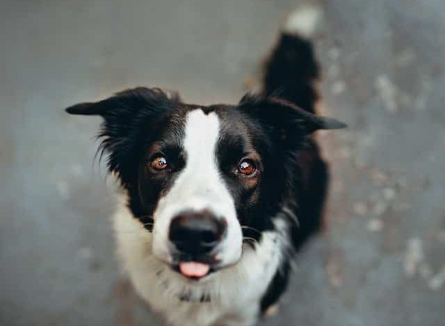 Can Border Collie Survive In India