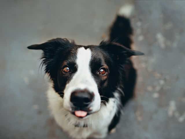 Can Border Collie Survive In India