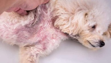 Photo of Can Dogs Get Yeast Infections? Causes, Symptoms, and Treatment