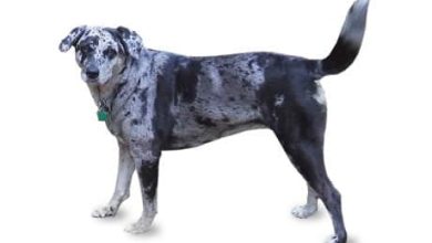 Photo of Catahoula Leopard Dog Puppy: Facts and Tips for Prospective Owners