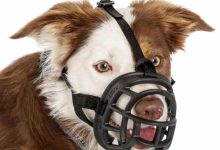 Photo of Everything You Need to Know About Collie Muzzles