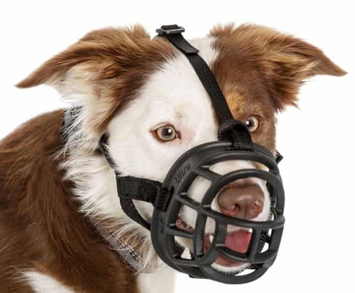 Collie Muzzles