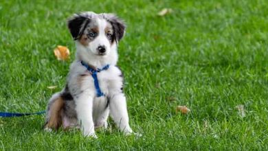 Photo of Find Your New Dog Friend: Collie Puppies for Sale in KY