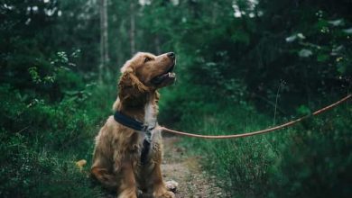 Photo of How to Make a DIY Hands-Free Dog Leash: A Step-by-Step Guide