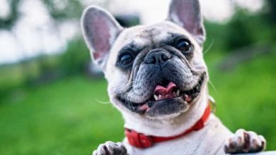 Photo of Do French Bulldogs Wag Their Tails? Everything You Need to Know