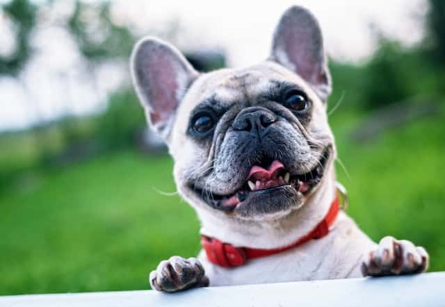 Do French Bulldogs Wag Their Tails Guide