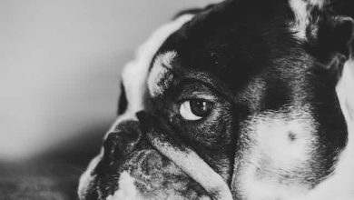 Photo of Dogs Squinting One Eye with Discharge: Causes, Symptoms, and Treatments