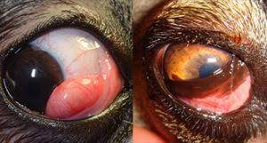 Early Stage Cherry Eye in Dogs