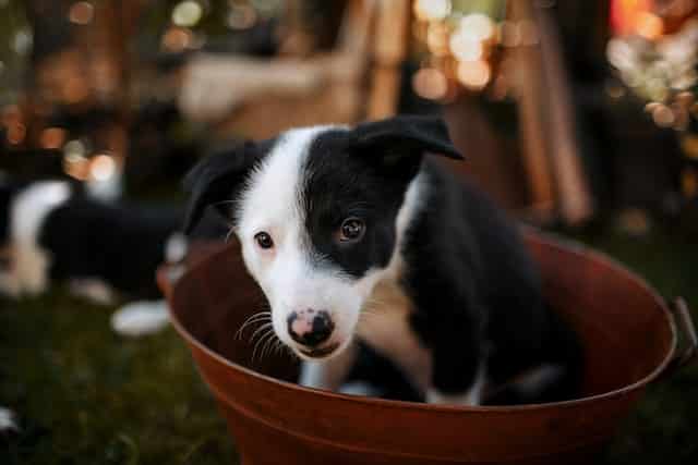 FAQs on border collie puppies hyper behavior