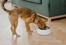 Photo of Top 10 Best Training Treats for Puppies: A Guide for New Dog Owners