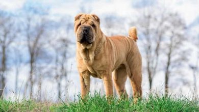 Photo of How Dangerous Are Shar Pei Dogs