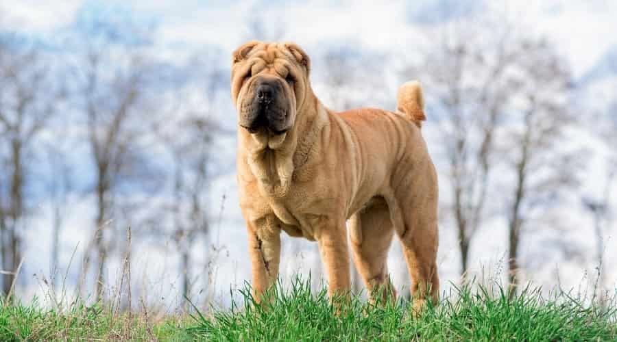 How Dangerous Are Shar Pei Dogs