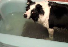 Photo of How To Bath A Border Collie Puppy