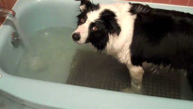 Photo of How To Bath A Border Collie Puppy